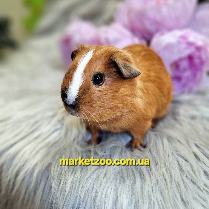 Морська свинка, морская свинка, морские, свинки Калифорния, морські