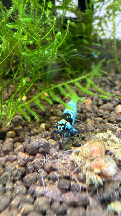 Caridina blue mosura