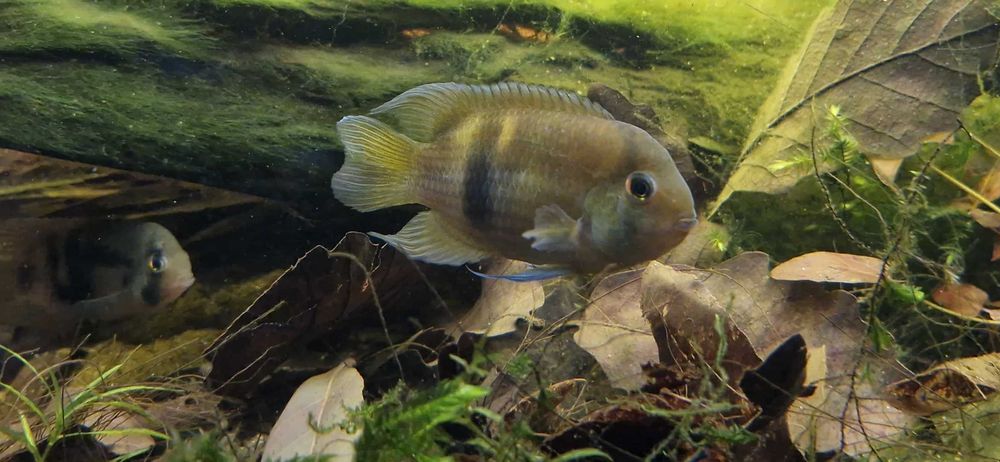 3 Cleithracara maronii