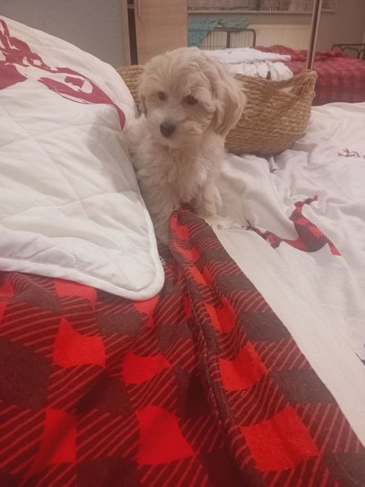 Maltipoo ,maltańczyk ,pudełek toy