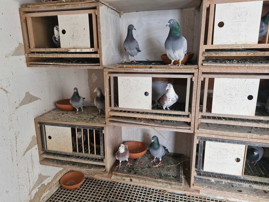 Gołębie pocztowe młode 2026