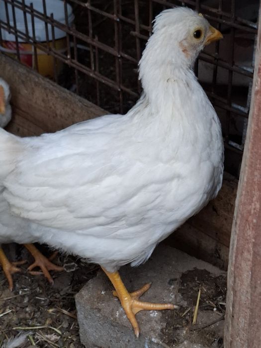Kurczęta mix leghorn