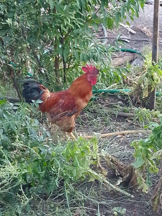Vendo galo pra mudar de Capoeira