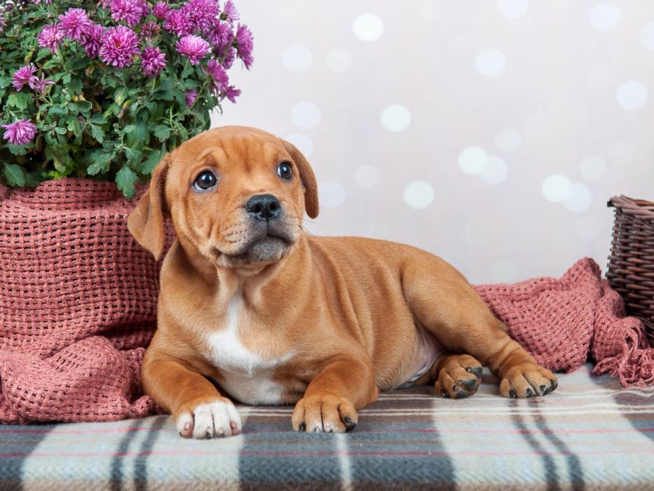 Стаффордширський Бультер'єр (Стаффі)