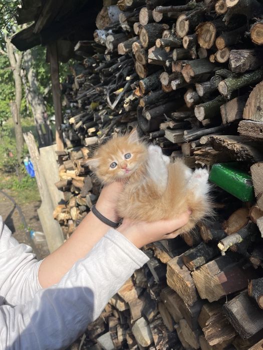 Продам котенка мальчик
