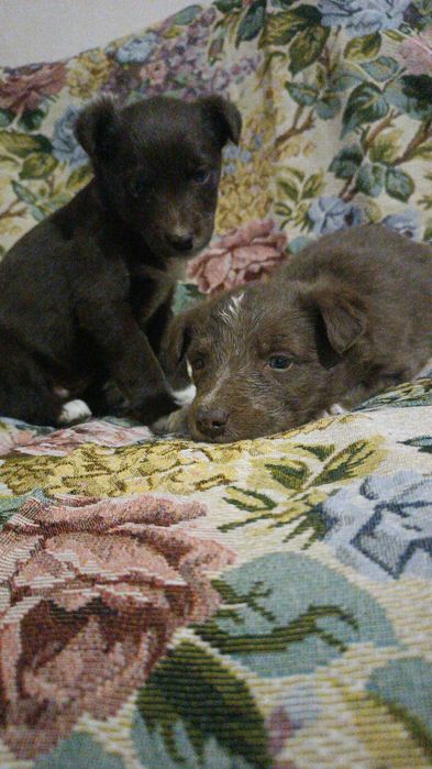 В добрі руки!! дівчинка і хлопчик. Сторожинець