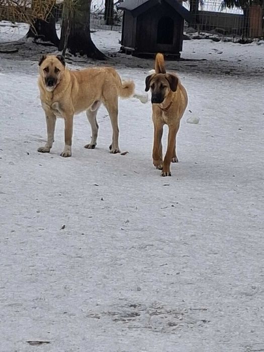 Omar 5 letni kangal do adopcji z fundacji