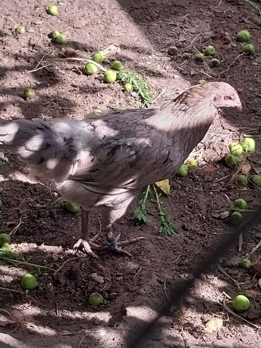 Продаються Кури та півень