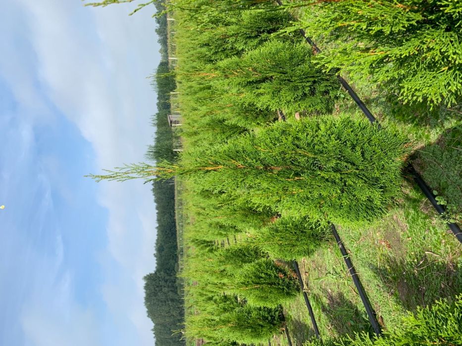 Tuja Szmaragd, Żywopłoty, Producent