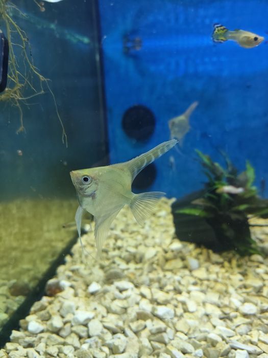 Escalares Pterophyllum scalare