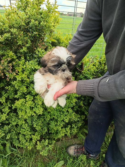 Shihtzu szczenię