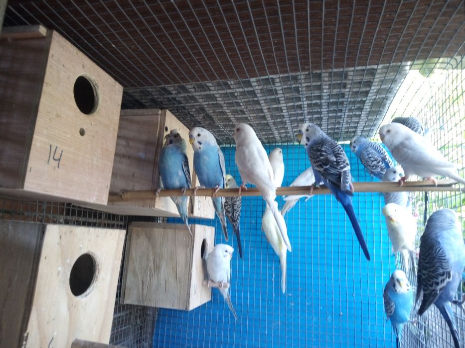 Cedência de várias aves