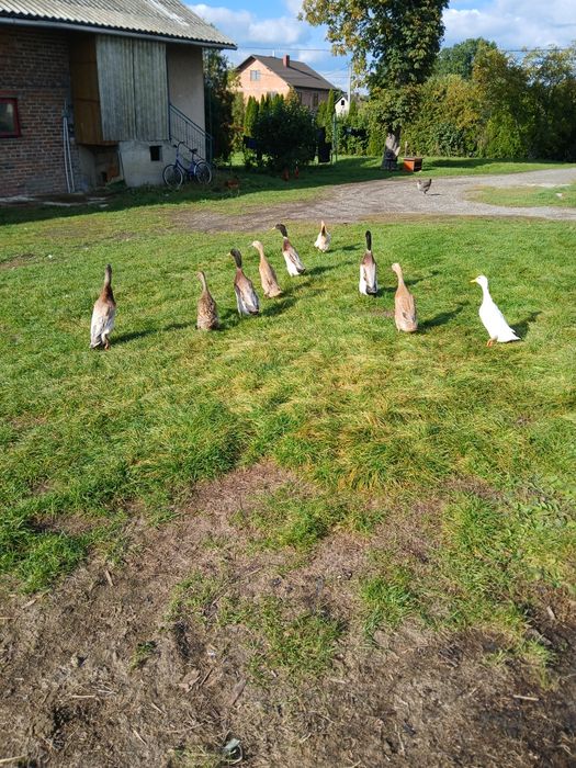 Sprzedam Kaczki Bieguski