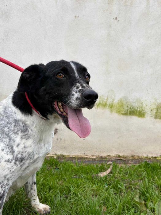 Cadela para adoçao (Amora)