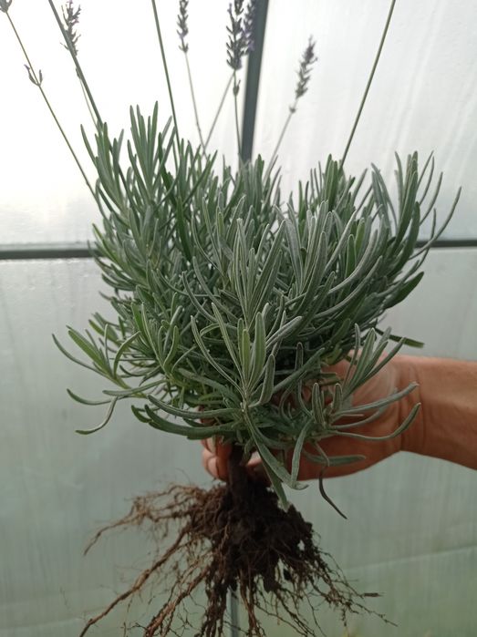 Лавандин та лаванда