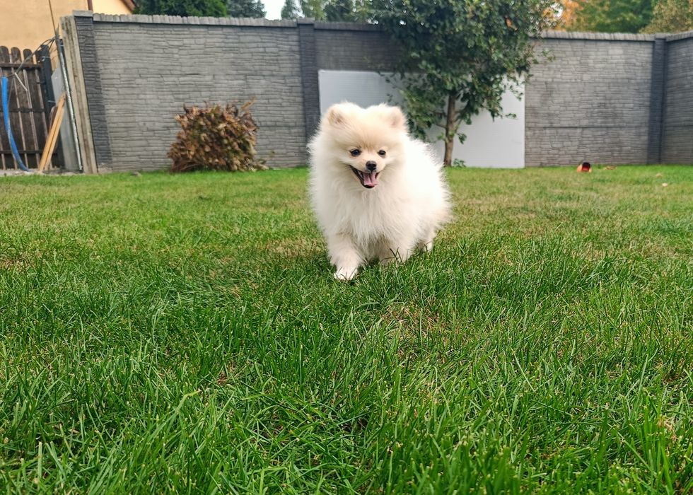 Pomeranian – piękna kremowa suczka