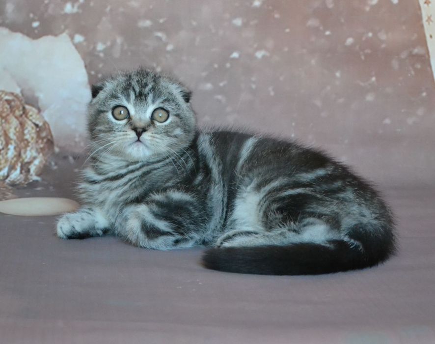 Скоттіш фолд хлопчик