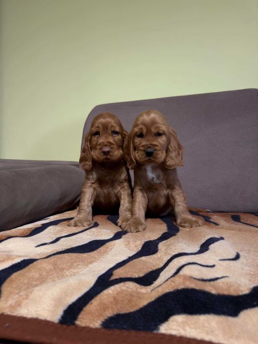 Cocker Spaniel angielski SUCZKA