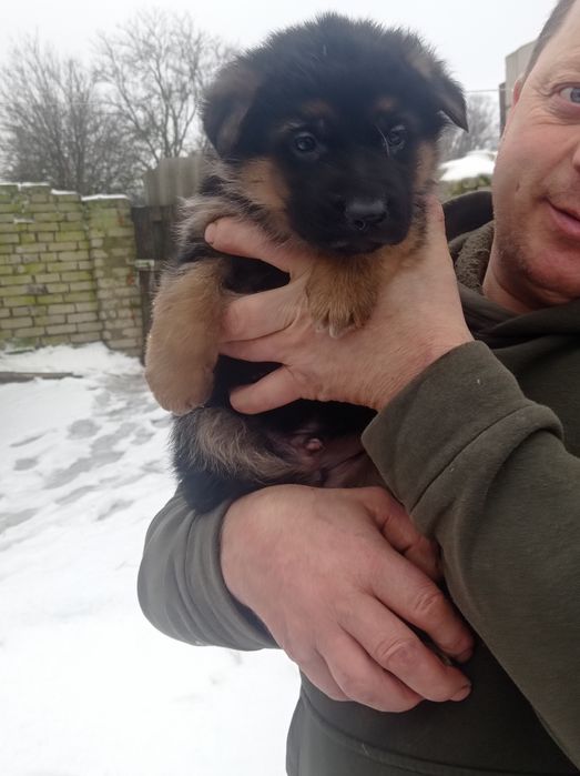 Собака німецької вівчарки