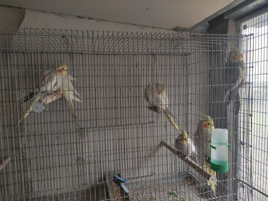 Piriquitos e Caturras pérola e silvestre