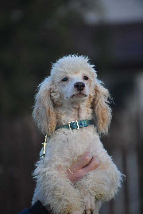 Pudel miniatura piesek