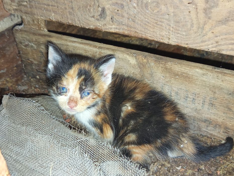 Gatinhos bebé para adoção com 1 mês
