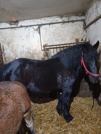 Sprzedam klacz ze źrebakiem