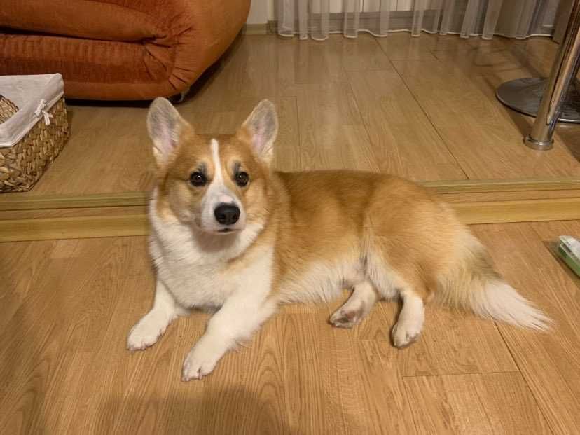 Кобель для вязки. Вельш Корги Пемброк. Родовід.