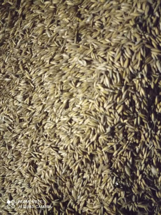 Sprzedam ziarno (pszenica, owies) z 2025 r.