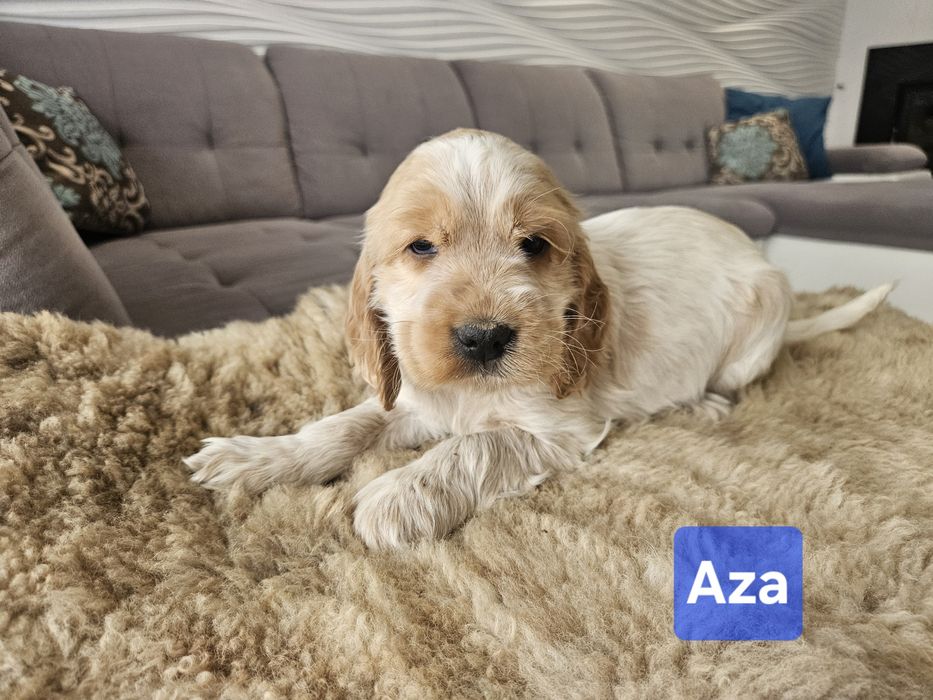 Suczka Rasy Cocker Spaniel Angielski