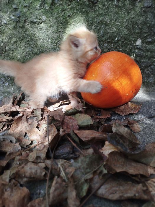 котинята 2 місячні