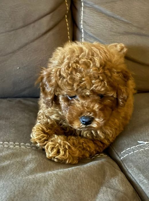 Той пудель хлопчик