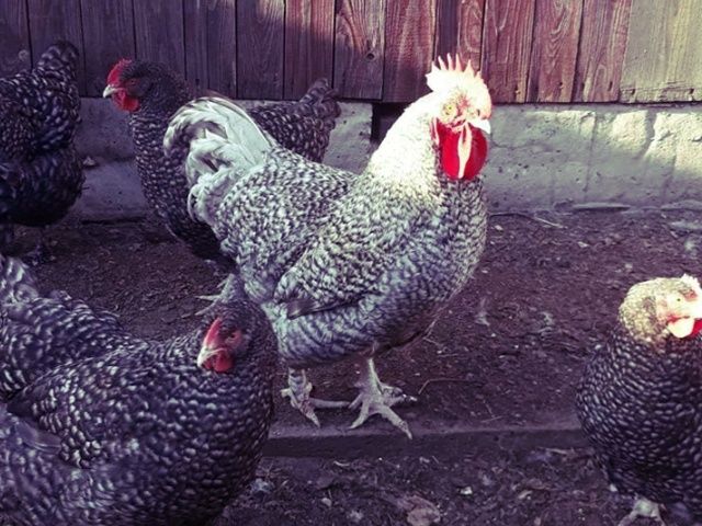 Інкубаційне яйце та курчата.Малин (Мехеленська зозуля):смугастий,білий