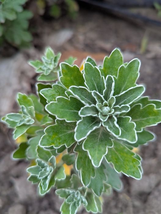 Хризантема середніх сортів