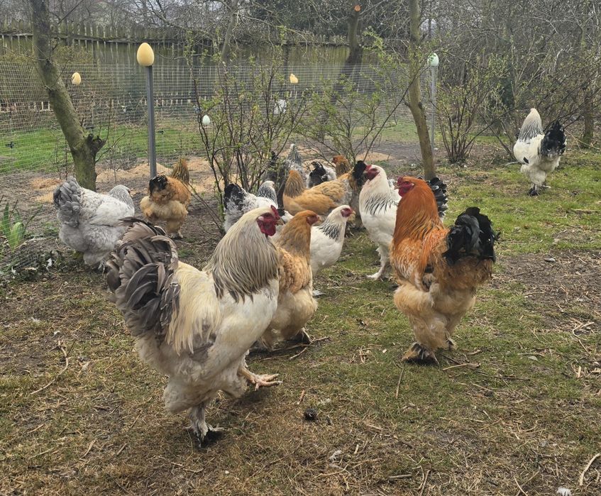 Brahma Olbrzymia jaja lęgowe