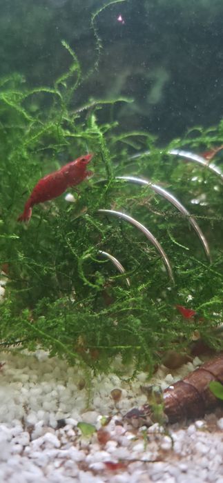 Neocaridina Bloody Mary, Painted Red Fire - Matrizes Importadas e Selecionadas