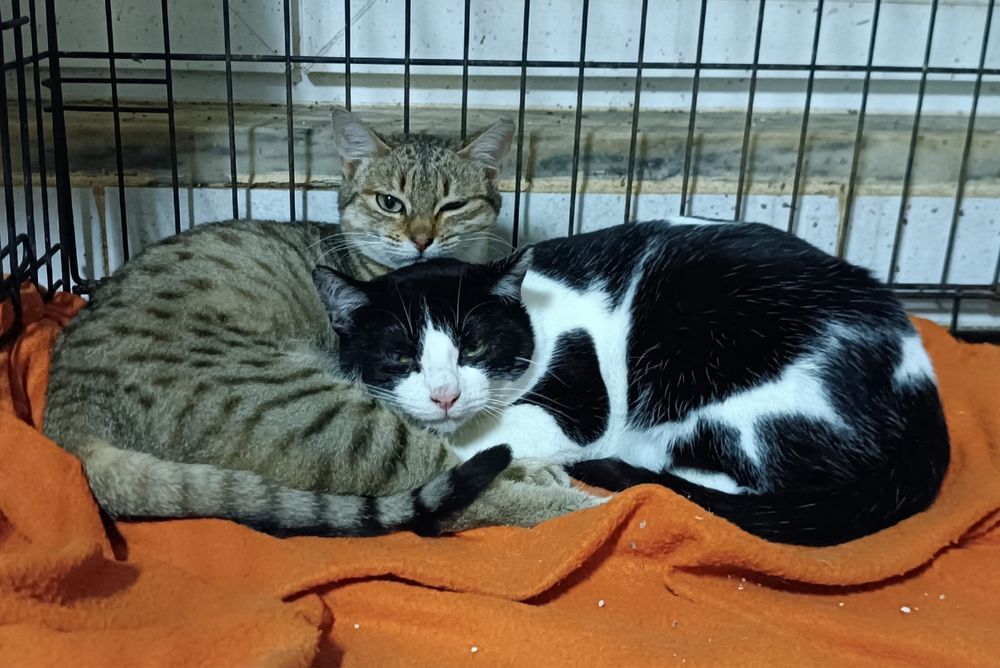 Gatos(M/F) Juvenis já esterilizados!