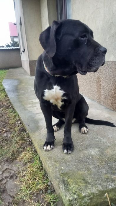 Jenny suka o wielkim sercu