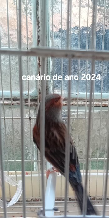 Canarios 2024 alecrins