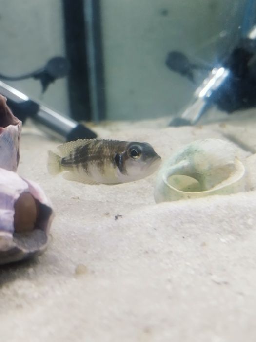 Lamprologus meleagris tanganika