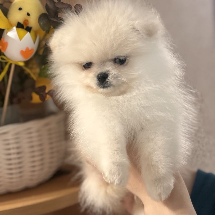 лялькова дівчинка тип ведмедик