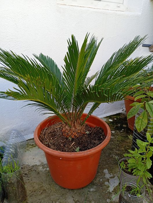 Sagu  / Cyca Revoluta