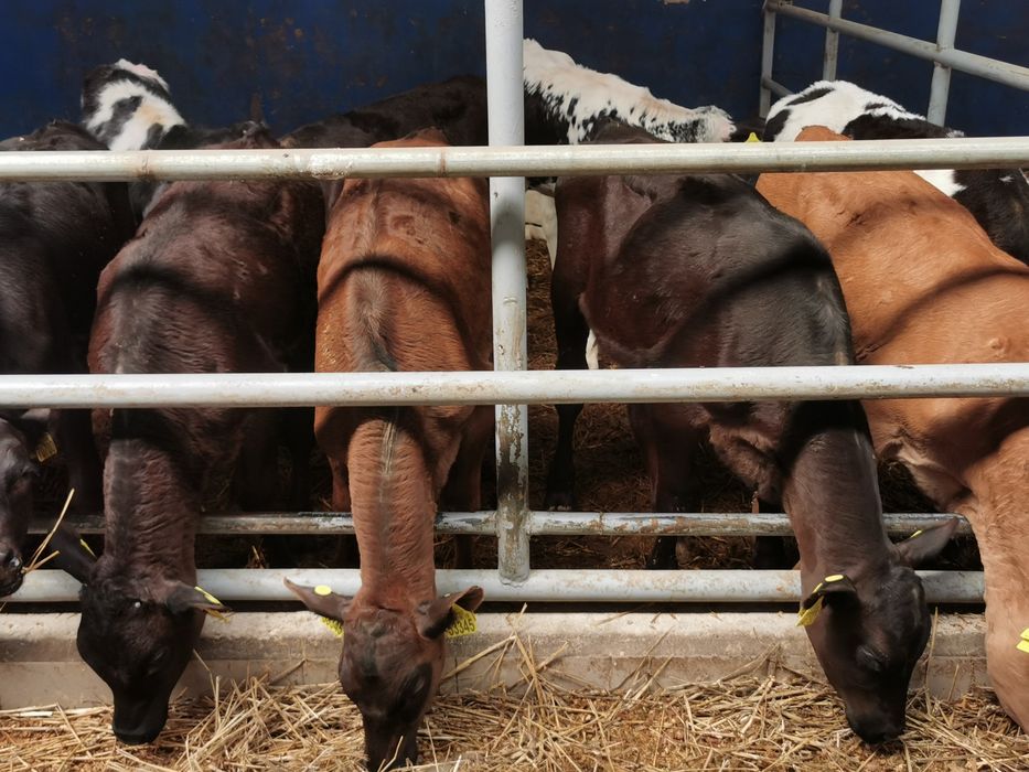 Byczki, Jalowki startery samodzielne