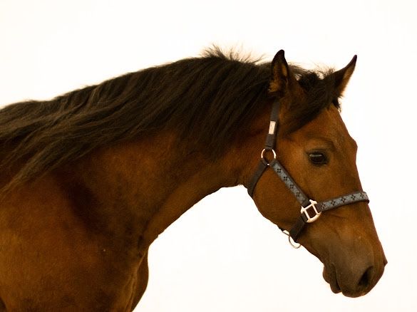 2.5 letni ogier po Aplauzie