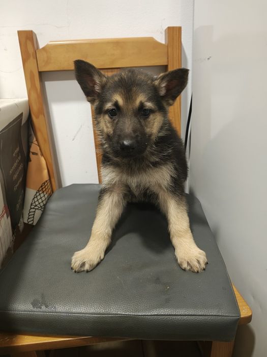 Pastor alemão fêmea