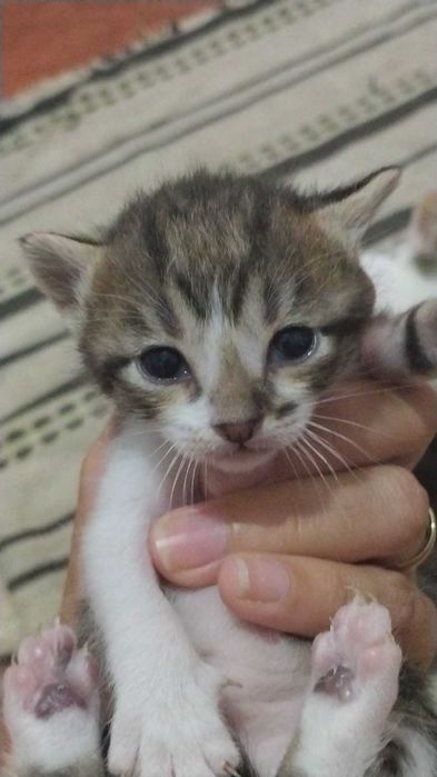 Gatinhos bebés  super fofos