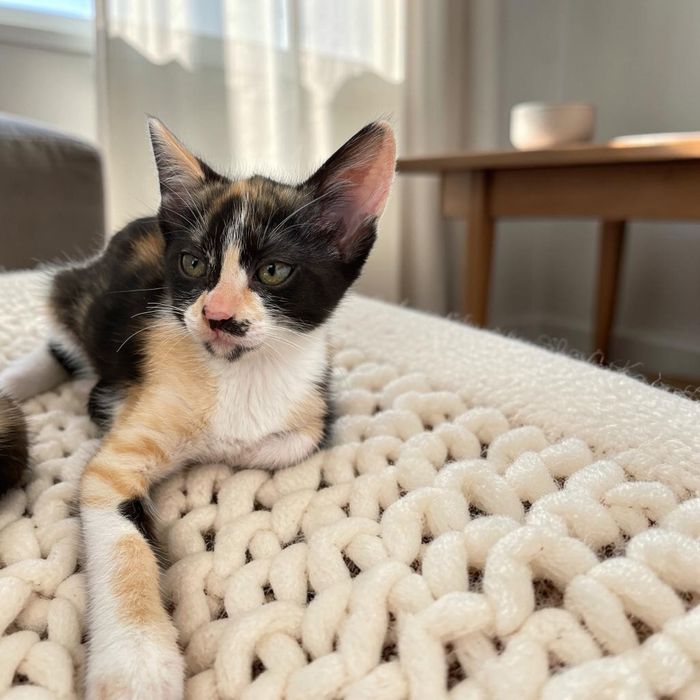 Gatinha bebé para adoção