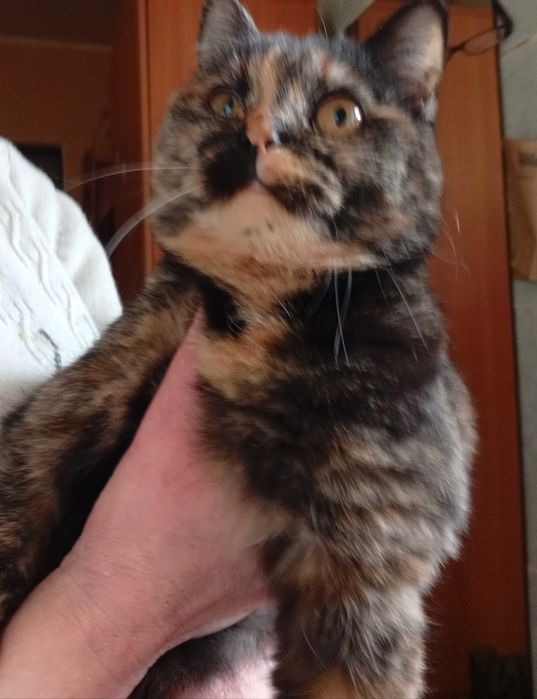 Кошка отдам безкоштовно