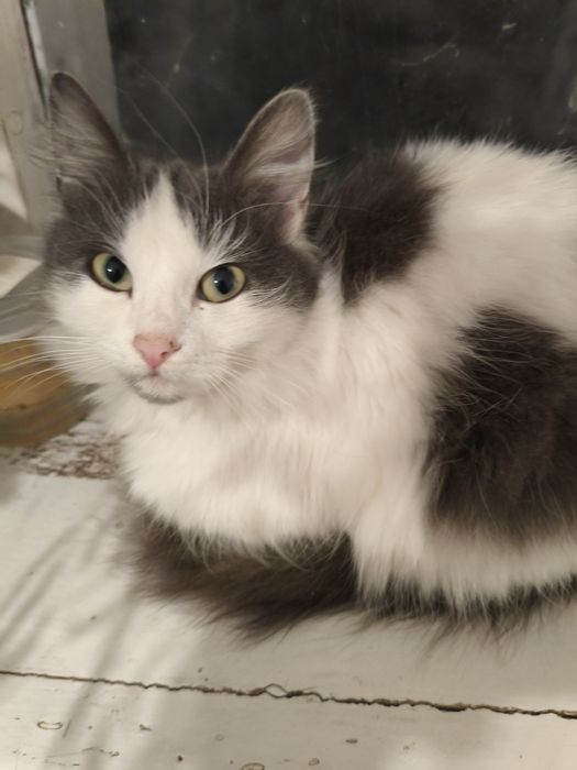 Безкоштовно кішечка