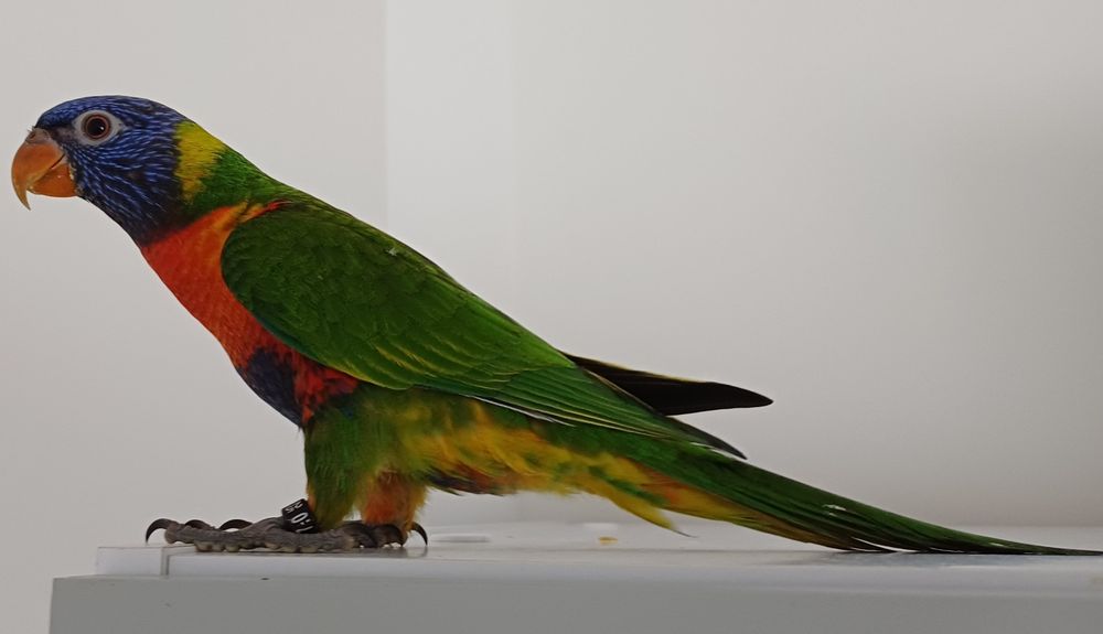 Papagaio Lóris. Criado a mão.